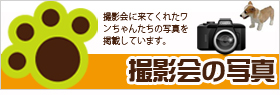撮影会に来てくれたワンちゃんたちの写真だよ♪